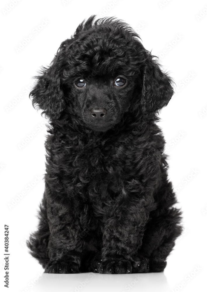 Poster black toy poodle puppy