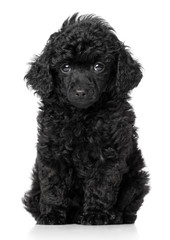 Black toy poodle puppy