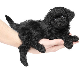 Black toy poodle puppy on hand
