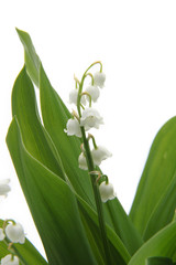 Obraz premium Muguet