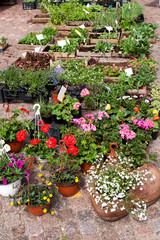 flower plants and flowerpots