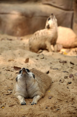 Obraz premium Meerkats