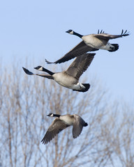 Flying Canada Geese