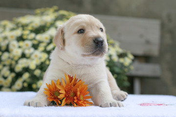 labrador puppy with a flower