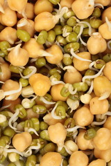 Germinated mung and chick-pea grains as background