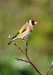 Goldfinch (Carduelis carduelis)