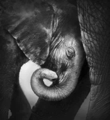 Papier Peint photo Noir et blanc Bébé éléphant en quête de réconfort