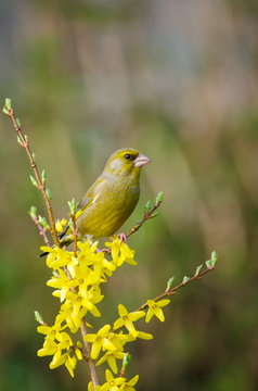 Greenfinch on Yellow flowers