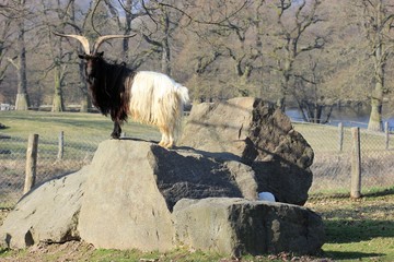 Walliser Schwarzhalsziegenbock