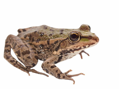 Marsh Frog isolated on white background