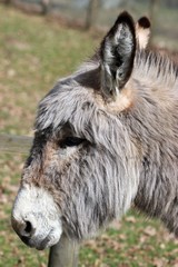 Fototapeta premium Eselportrait