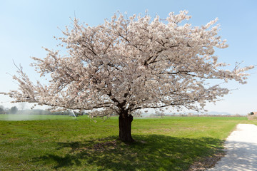 Fototapeta premium Kirschbaum in voller Blüte