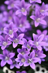 Fototapeta na wymiar Kwiaty na wiosnę