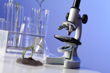 Green plants in biology laborotary