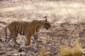 Fototapeta na wymiar Czujny tygrys, Ranthambore National Park - Rajasthan