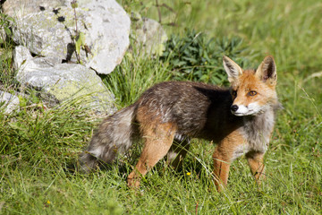 portrait of Fox
