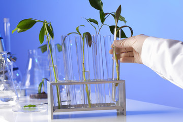 Fototapeta na wymiar Green plants in biology laborotary