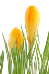 Yellow crocus flowers