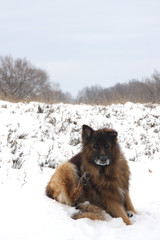 portrait of german shepherd in the snow