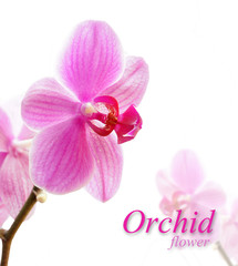 Fototapeta na wymiar Orchid Flower.