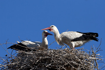 pair of white storks in courtship