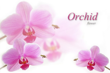 Orchid Flower.