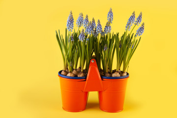 Blue grape hyacinths