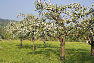 frühlingsidylle in bad feilnbach