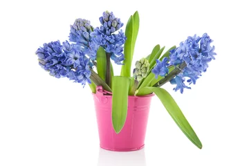 Muurstickers Hyacint Blauwe hyacinten in roze emmer