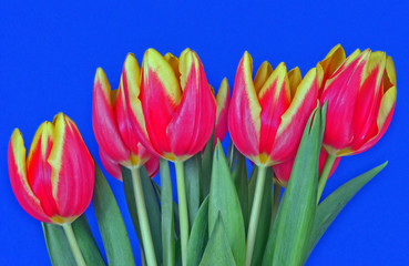 Bukiet tulipanów na niebieskim tle