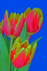Trzy tulipany na niebieskim tle