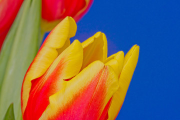 Kwiat tulip na niebieskim tle
