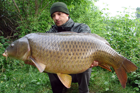 Lucky  fisherman holding a beautiful common carp