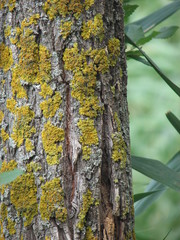 Bark of tree with lichen