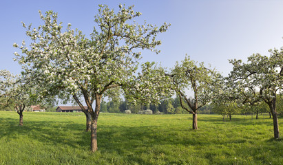 obstbaum in der bl&uuml;te in bad feilnbach