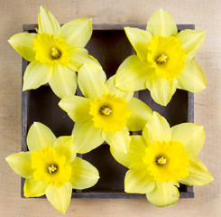 Daffodils arranged in a square pattern