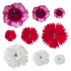 collection of resized carnation