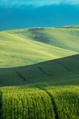Green fields of wheat