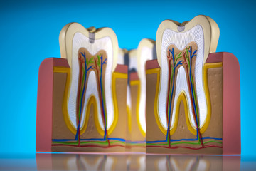 Human tooth structure