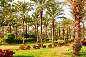 tropical park in Alexandria, Egypt