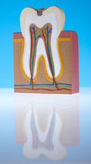 Teeth