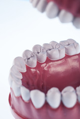 Teeth