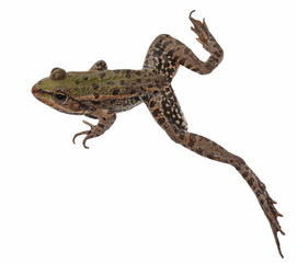 Marsh Frog isolated on white background