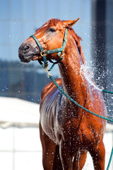 Horse washing