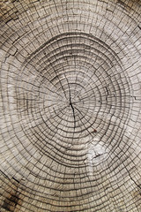 Fototapeta premium close-up wooden cut texture