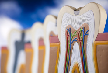 Human tooth structure