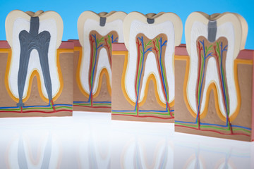 Tooth anatomy