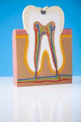 Tooth
