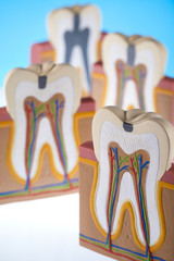 Human tooth structure