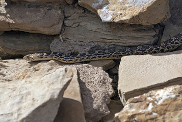 Corn Snake